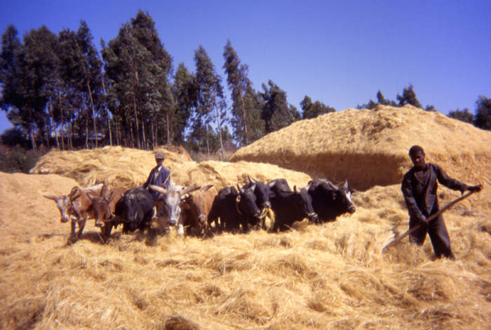 098_cowpeople