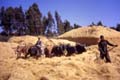 098_cowpeople