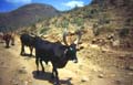 104_cows