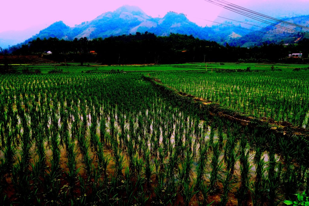 p1050286c.jpg